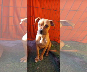 CLAUDIE - Female Boxador Dog for Adoption - Photo #2