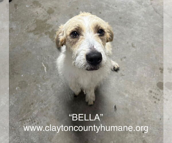 Medium Photo #1 Mutt Puppy For Sale in McDonough, GA, USA