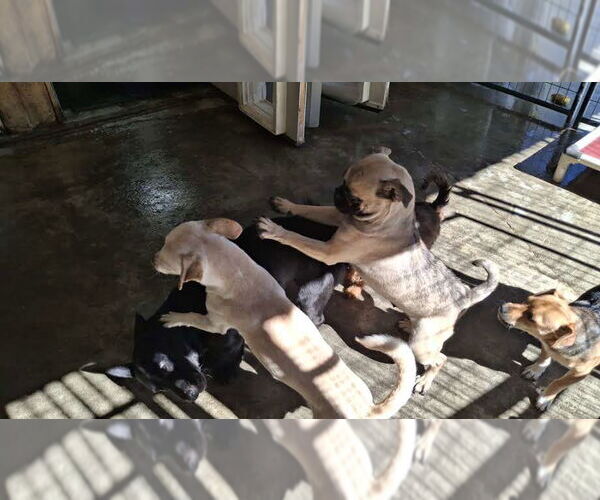 Medium Photo #4 Chihuahua Puppy For Sale in Sebec, ME, USA