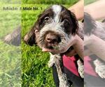 Small #18 Wirehaired Pointing Griffon