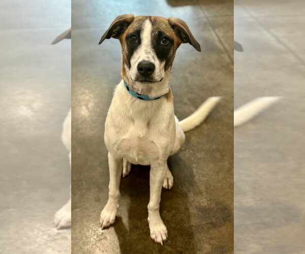 Medium Photo #10 Rat Terrier-Unknown Mix Puppy For Sale in Boston, MA, USA