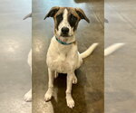 Small #9 Rat Terrier Mix