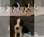 Puppy Mantle Male Great Dane