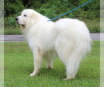 Small #2 Great Pyrenees