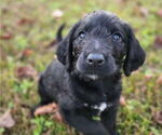 Small #2 German Shorthaired Pointer-Goldendoodle Mix