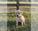 Small Photo #3 Labrador Retriever Puppy For Sale in CANOGA, NY, USA