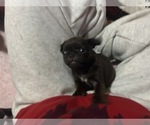 Small Photo #38 Pug Puppy For Sale in BLOOMINGTON, IL, USA
