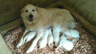 Mother of the Great Pyrenees puppies born on 08/31/2016