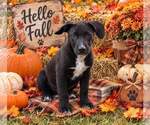 Small Photo #3 Labrador Retriever Puppy For Sale in Yardley, PA, USA