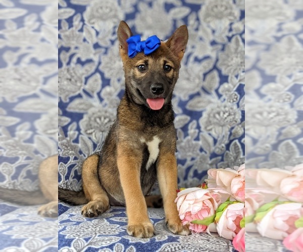 Medium Photo #1 Shiba Inu Puppy For Sale in KIRKWOOD, PA, USA