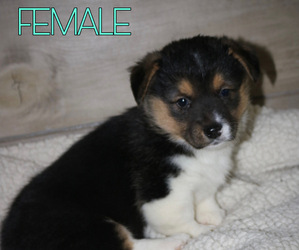 Pembroke Welsh Corgi Puppy for sale in YORKVILLE, IL, USA