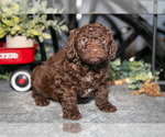Small #2 Labradoodle-Poodle (Miniature) Mix
