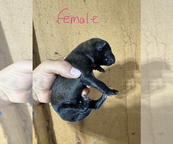 Medium Photo #9 Belgian Malinois Puppy For Sale in MENASHA, WI, USA