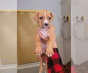 American Pit Bull Terrier Dogs for adoption in DAYTONA BEACH, FL, USA