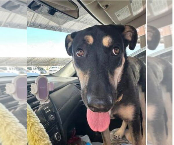 Medium Photo #7 German Shepherd Dog-Unknown Mix Puppy For Sale in Williamsburg, NM, USA