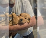 Small Photo #15 Goldendoodle Puppy For Sale in VAIL, AZ, USA