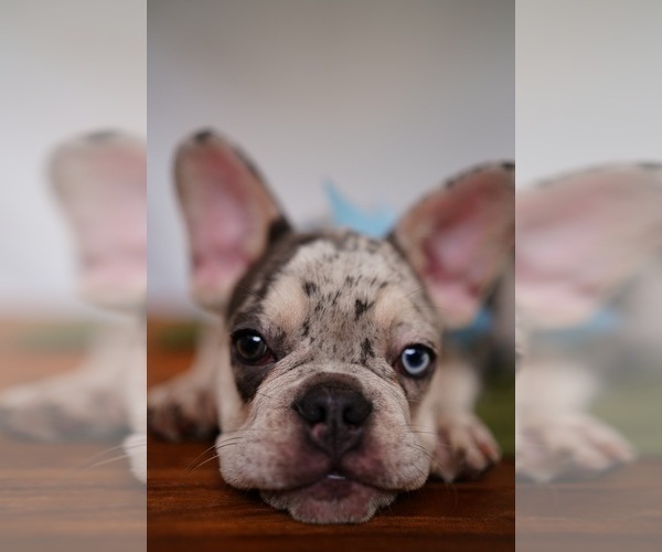 Medium Photo #2 French Bulldog Puppy For Sale in SUWANEE, GA, USA