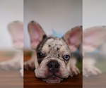 Small Photo #2 French Bulldog Puppy For Sale in SUWANEE, GA, USA