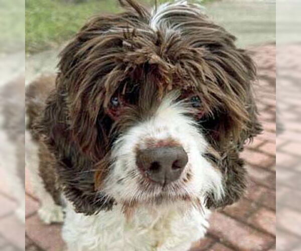 Medium Photo #14 Cocker Spaniel Puppy For Sale in Arlington, VA, USA