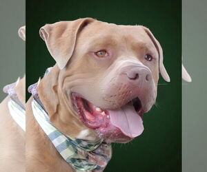 Medium American Pit Bull Terrier