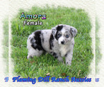 Puppy Amora Yorkshire Terrier