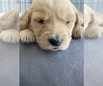 Small Photo #14 Golden Retriever Puppy For Sale in LAS VEGAS, NV, USA