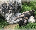 Small Photo #13 Aussiedoodle Puppy For Sale in COMMERCE, MI, USA