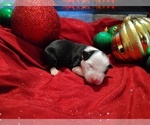 Puppy Brie Border Collie