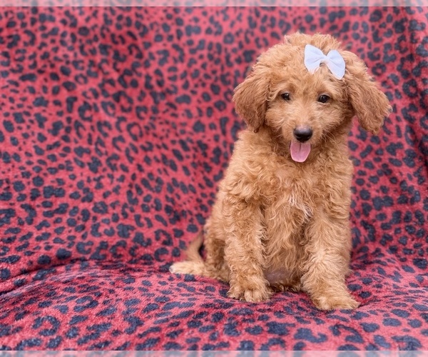 Medium Photo #6 Goldendoodle (Miniature) Puppy For Sale in LAKELAND, FL, USA