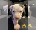 Small Photo #8 American Pit Bull Terrier Puppy For Sale in ELMA, WA, USA