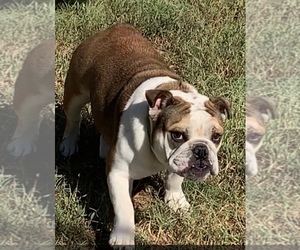 Mother of the English Bulldogge puppies born on 05/23/2020