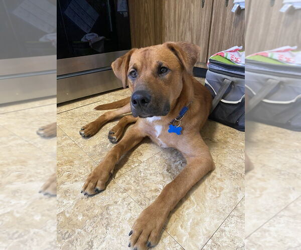 Medium Photo #3 Mutt Puppy For Sale in Springdale, PA, USA