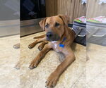 Small #2 Mutt