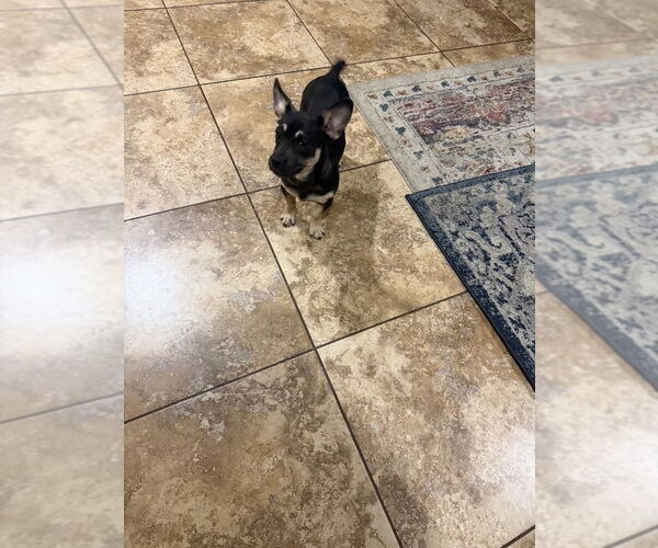 Medium Photo #2 French Bullhuahua Puppy For Sale in Dana Point, CA, USA