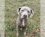 Small Photo #1 American Staffordshire Terrier-Weimaraner Mix Puppy For Sale in Arlington, VA, USA