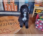Small Photo #4 Bernedoodle Puppy For Sale in COLORADO SPRINGS, CO, USA