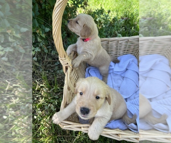Medium Photo #4 Golden Retriever Puppy For Sale in STARKVILLE, MS, USA