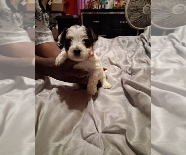 Medium Photo #1 Yorkshire Terrier Puppy For Sale in HOUSTON, TX, USA