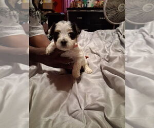 Medium Yorkshire Terrier