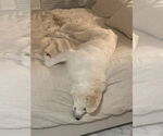 Small #4 Great Pyrenees