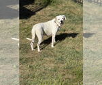 Small #1 Boxer Mix