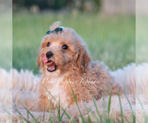 Medium Photo #9 Maltipoo (Toy) Puppy For Sale in WARSAW, IN, USA