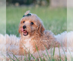 Small #8 Maltipoo (Toy)