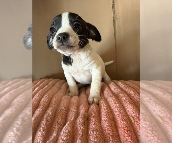 Medium Photo #3 Rat Terrier Puppy For Sale in MOUNT PLEASANT, IA, USA
