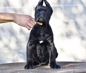 Cane Corso Puppy for sale in ALTON, TX, USA