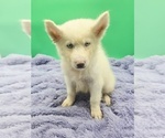 Small #2 Siberian Husky