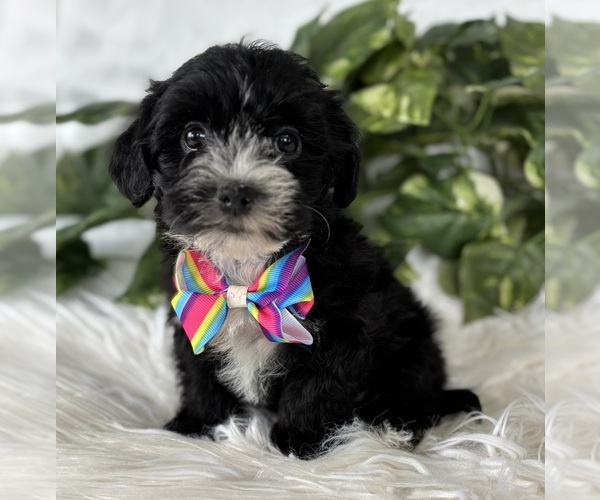 Medium Photo #14 Morkie Puppy For Sale in ROCK STREAM, NY, USA