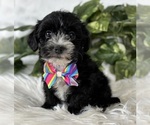 Small #13 Morkie