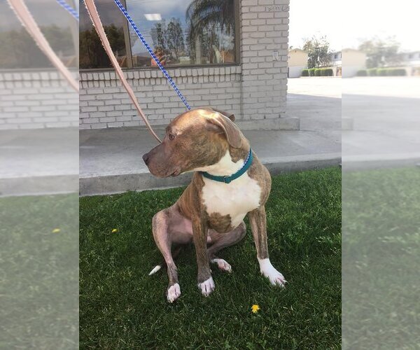Medium Photo #2 American Staffordshire Terrier Puppy For Sale in San Diego, CA, USA