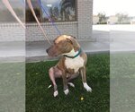 Small #1 American Staffordshire Terrier